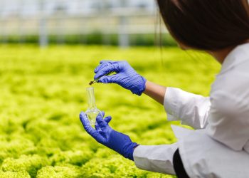 Researcher takes a probe of greenery in a round-bottom flask